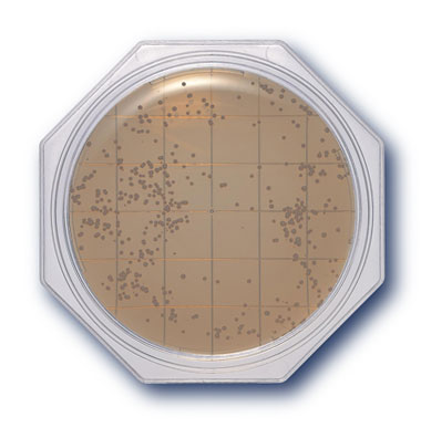 CS-SCDLP Agar - Clean Stamp