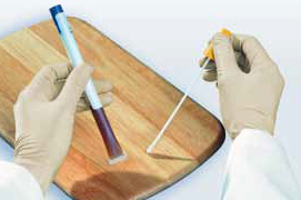 Puikko koliformeille