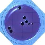 MLCB Agar - Food Stamp