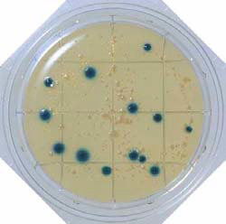 X-GAL Agar- Food Stamp