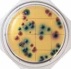 XMG Agar - Food Stamp